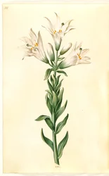 Lilium candidum (giglio della Madonna)