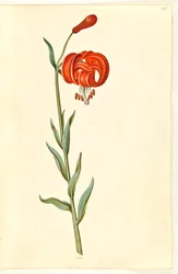 Lilium chalcedonicum (giglio rosso)