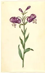 Lilium martagon