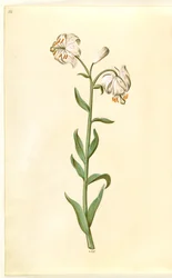 Lilium martagon