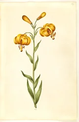 Lilium pyrenaicum (giglio dei Pirenei)