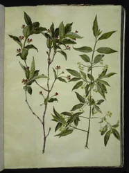 Lonicera alpigena; Euonymus europaeus