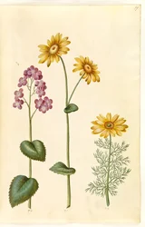 Lunaria annua (monete di Giuda); Doronicum pardalianches (doronico a foglie cuoriformi); Adonis vernalis (adonide di primavera)