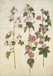 Malva sylvestris (malva comune); Lavatera thuringiaca (lavatera tedesca)