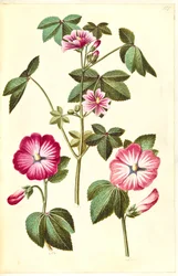 Malva sylvestris; Lavatera trimestris
