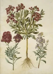 Matthiola incana