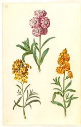 Matthiola incana (violaciocca); Erysimum cheiri (violaciocca gialla)