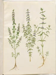 Mentha pulegium (menta poleggio); Mentha cervina (menta cervina); Mentha (specie di menta)