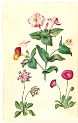 Mirabilis jalapa (bella di notte); Bellis perennis (margherita comune)