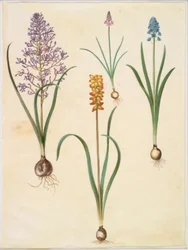 Muscari comosum (giacinto piumato); Scilla autumnalis (scilla autunnale); Hyacinthoides italica (campanula italiana); Muscari macrocarpum (giacinto perlato giallo)