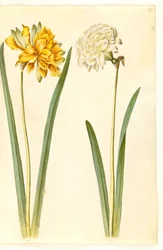 Narcissus pseudonarcissus (narciso)