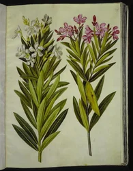 Nerium oleander (oleandro)