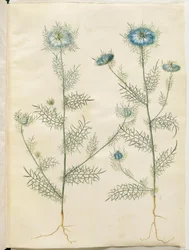 Nigella damascena (damigella verde)