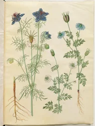 Nigella hispanica (diavolo nel cespuglio); Nigella sativa (cumino nero)