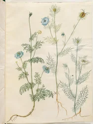 Nigella sativa (cumino nero); Nigella damascena (damigella in verde)