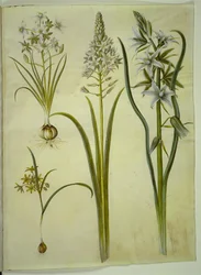 Ornithogalum umbellatum; Ornithogalum pyramidale; Gagea lutea; Ornithogalum nutans