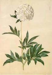 Paeonia lactiflora (peonia di seta)