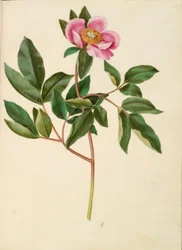 Paeonia mascula (peonia a foglie grandi)