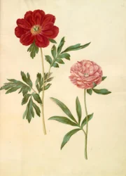 Paeonia officinalis (peonia)