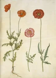 Papaver dubium (papavero dei campi); Papaver rhoeas (papavero comune)