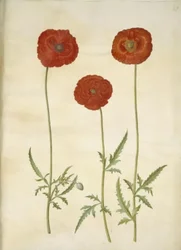 Papaver rhoeas (papavero comune)