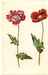 Papaver somniferum
