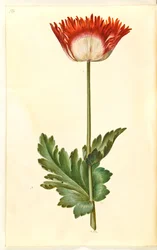 Papaver somniferum (papavero da oppio)