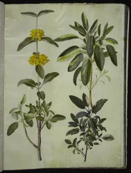 Phlomis fruticosa (salvia di Gerusalemme); Salvia officinalis (salvia comune)