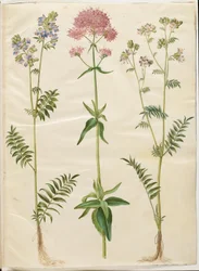 Polemonium caeruleum (scala di Giacobbe comune); Centranthus ruber (valeriana rossa)
