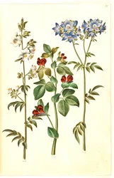 Polemonium caeruleum; Lotus tetragonolobus