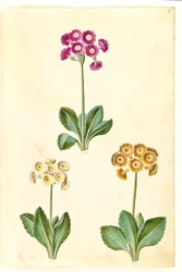 Primula ×pubescens (auricola da giardino)