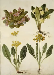 Primula vulgaris; Primula vulgaris (ibrido di primula a fiore grande); Primula veris (ibrido di primula comune)