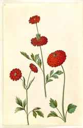 Ranunculus asiaticus (ranuncolo)