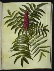 Rhus typhina