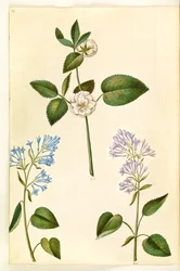 Rosa (?) (rosa); Syringa vulgaris (lillà comune)
