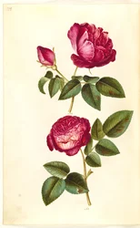 Rosa gallica (rosa gallica); Rosa (?) (rosa)