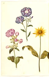 Saponaria officinalis (saponaria comune); Convolvulus tricolor (grembiule della vergine); Helianthus (?) (specie di girasole)