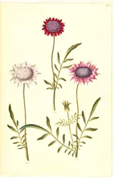Scabiosa atropurpurea (fiore della vedova)