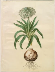 Scilla peruviana (scilla gigante)