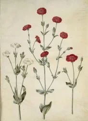 Silene coronaria (coronaria)