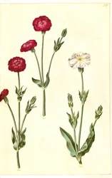 Silene coronaria