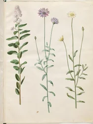 Spiraea salicifolia (spirea a foglia di salice); Catananche caerulea (fiore blu)