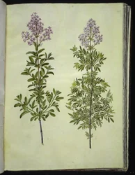 Syringa ×laciniata (lillà frangiato)
