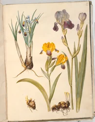 Iris persica (iris persiano); Iris variegata (iris variegato); Iris ×sambucina (iris sambucina)