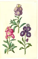 Frontespizio. Corona di fiori