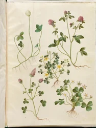 Trifolium repens (trifoglio bianco); Trifolium pratense (trifoglio rosso); Oxalis corniculata (acetosella strisciante); Trifolium incarnatum (trifoglio incarnato); Oxalis acetosella (acetosella dei boschi)