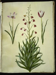 Tulipa clusiana (tulipano di Clusius); Fritillaria persica (fritillaria persiana)