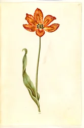 Tulipa gesneriana (tulipano da giardino)