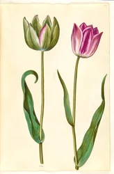 Tulipa gesneriana