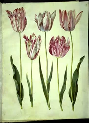 Tulipa gesneriana (tulipano da giardino)